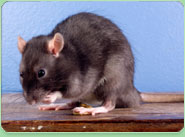 rat control Alton